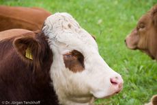 Hausrind (147 von 174).jpg